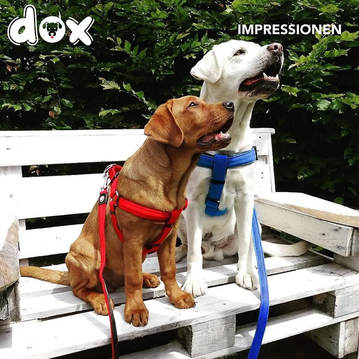 DDOXX Hundegeschirr Nylon, Step-In, Verstellbar, Blau, S - B-Ware sehr gut
