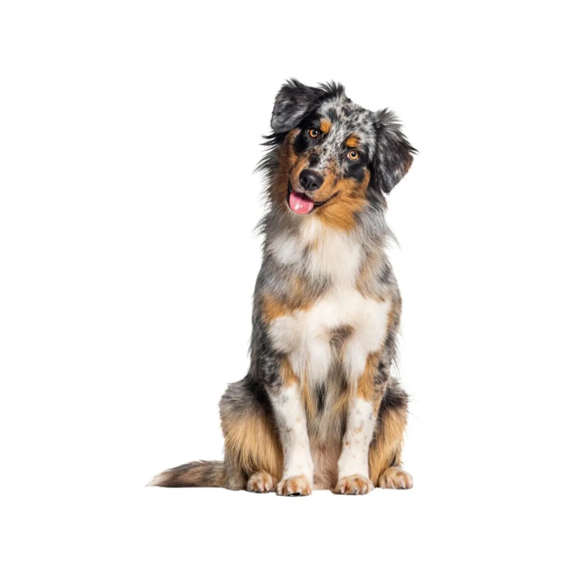 ZOOFARI® Hundegeschirr, mit reflektierenden Deko-Elementen - B-Ware