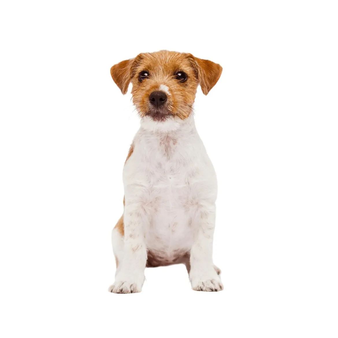 ZOOFARI® Hundegeschirr, mit reflektierenden Deko-Elementen - B-Ware